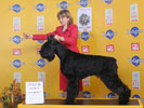 Giant Schnauzer GB Olympia