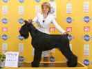 Giant Schnauzer GB Checkmate