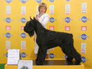 Giant Schnauzer GB Never Give Up